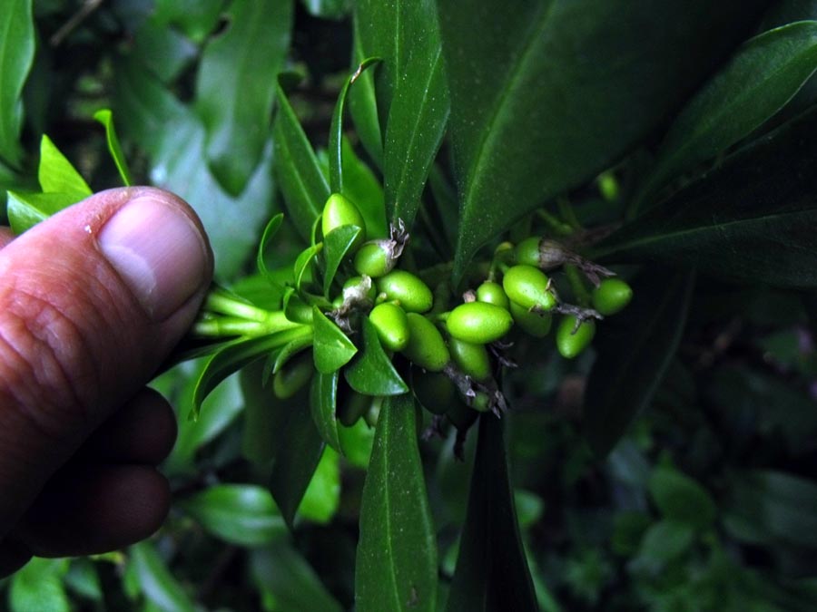 Dal Gargano. Daphne laureola